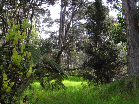 Decision Making In A New Era Of Conservation U S Fish Wildlife Service   Hakalau Forest National Wildlife Refuge USFWS 